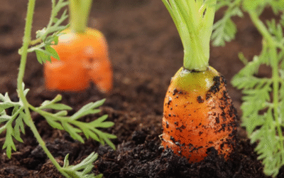 A Voice from the Allotments 🌿 — Michael Devereux Speaks to RTÉ Radio 1