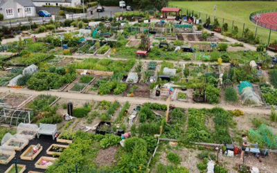 Enniscorthy Community Allotments Featured in Wexford County Council’s Community Climate Action Programme Video