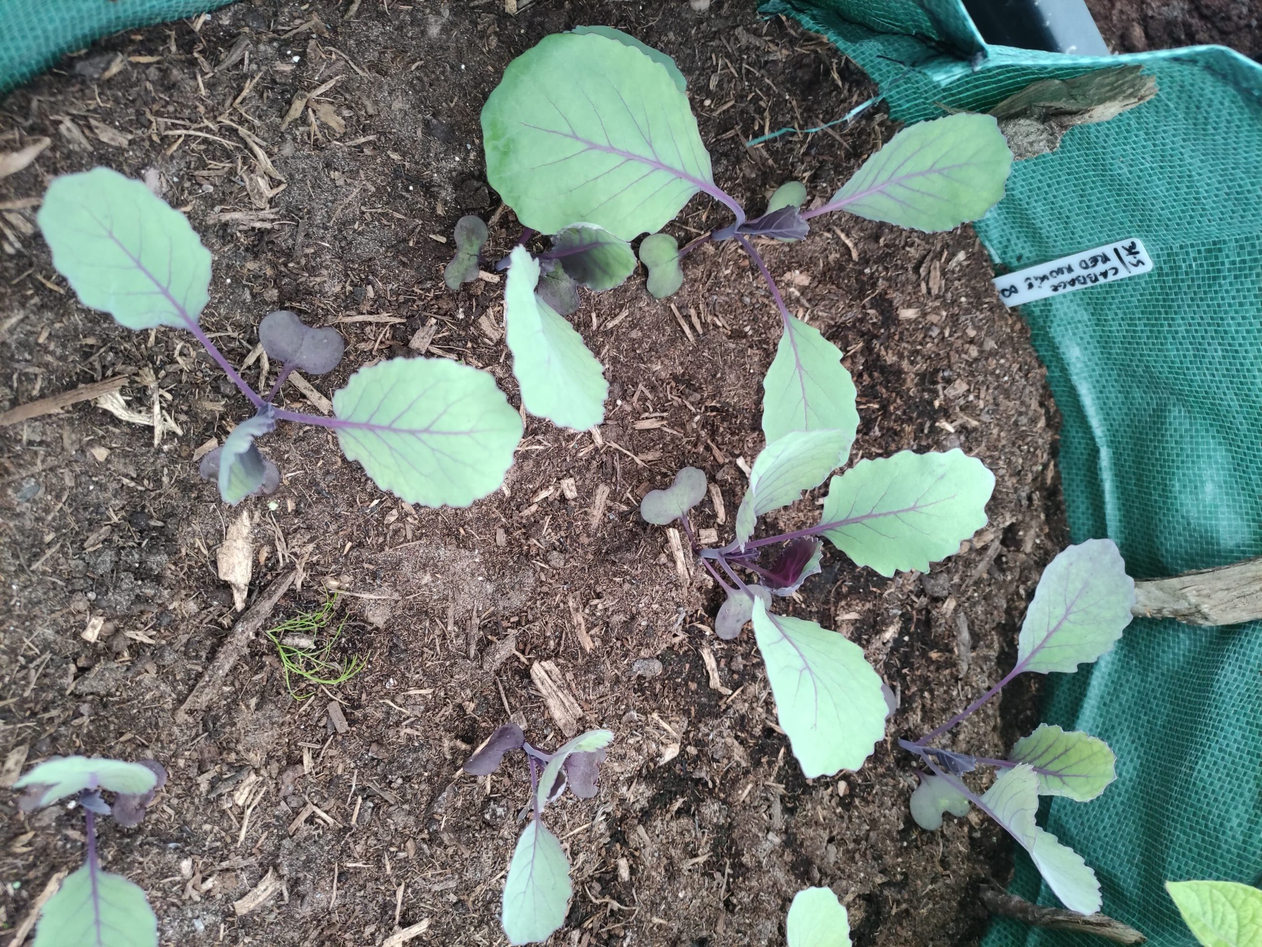 Cabbage sprouts from a free horticulture workshop in Enniscorthy
