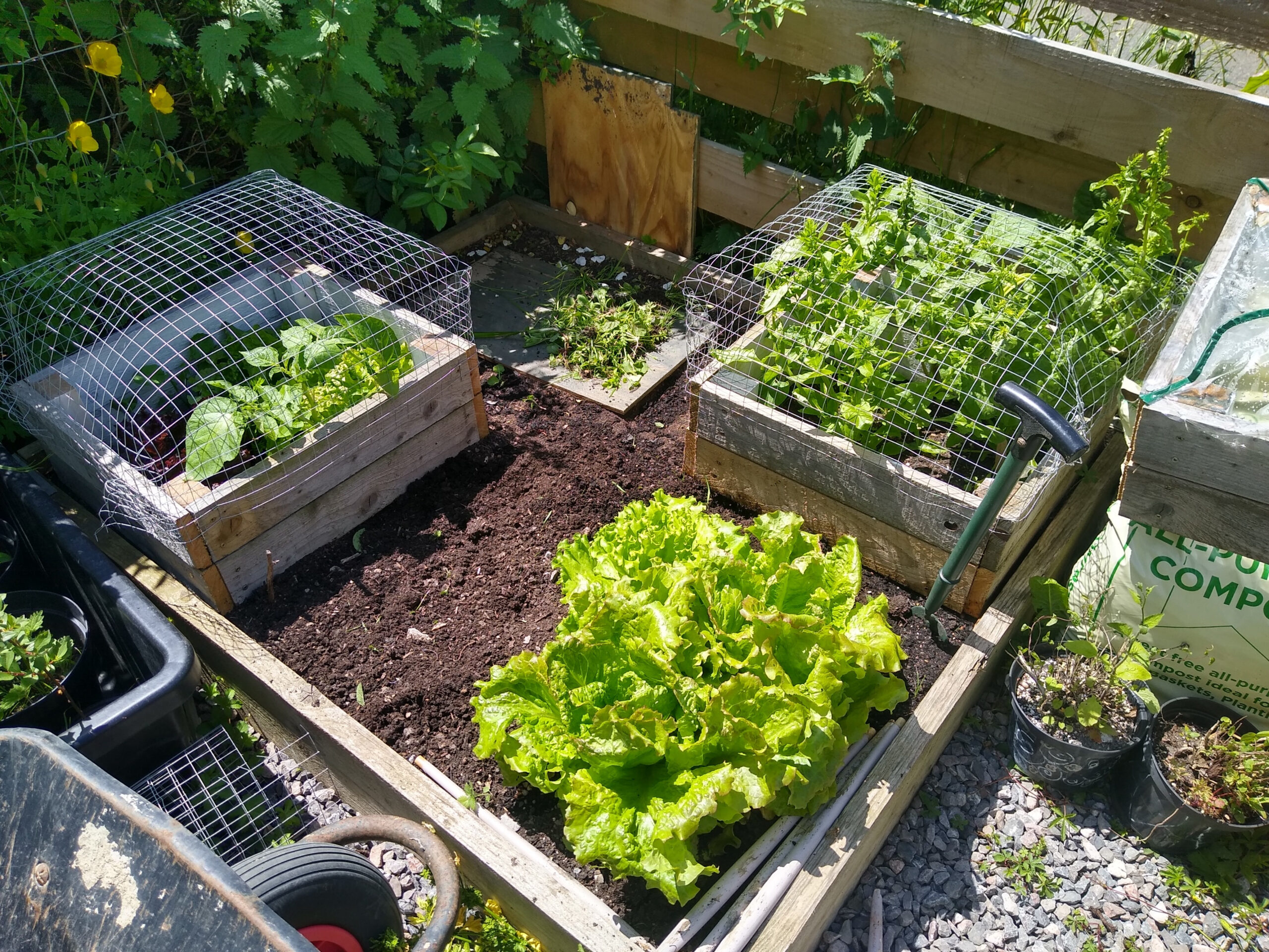 Therapeutic Horticulture Enniscorthy Allotments
