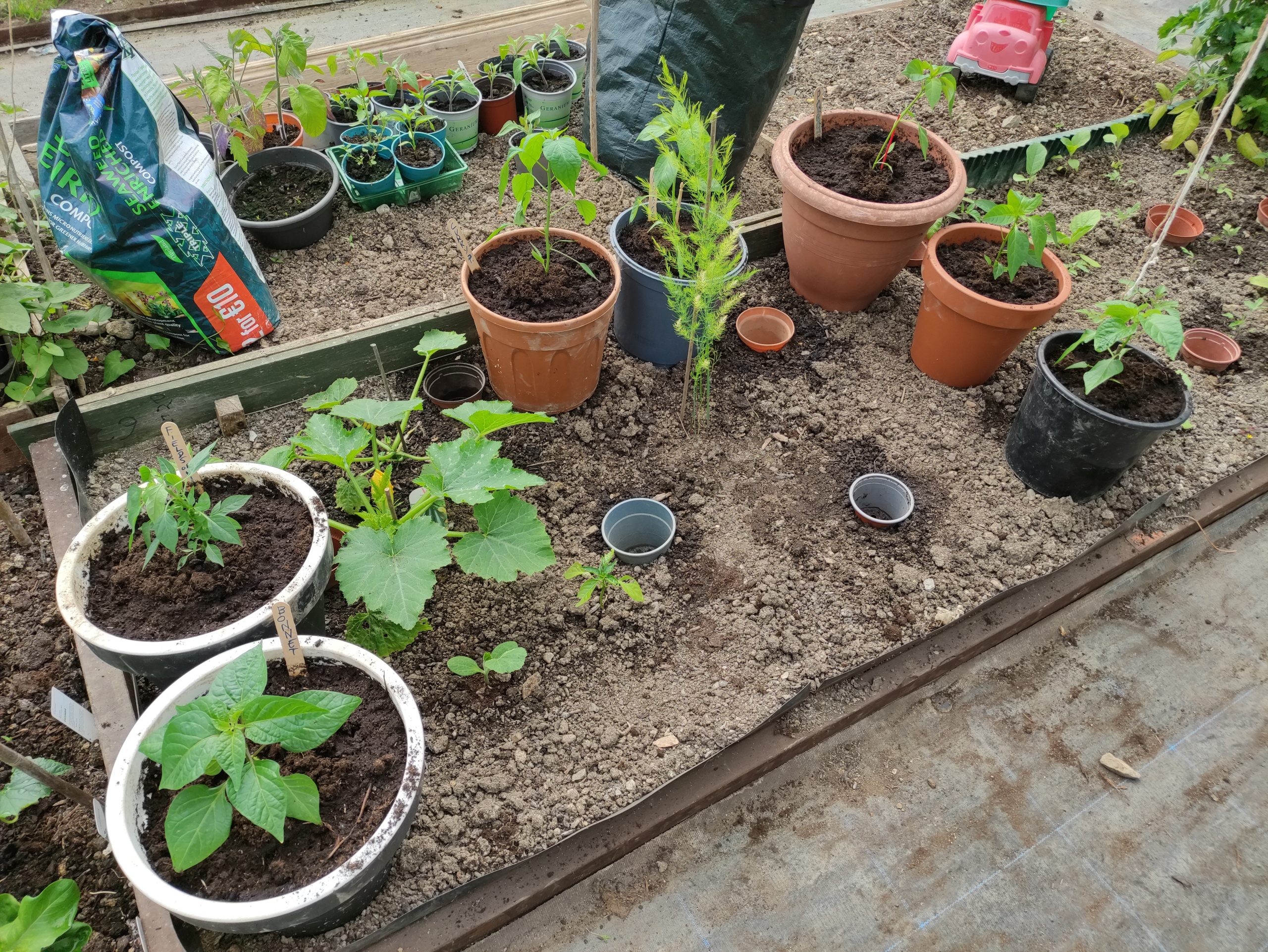 plot with different plants in pots and in the ground