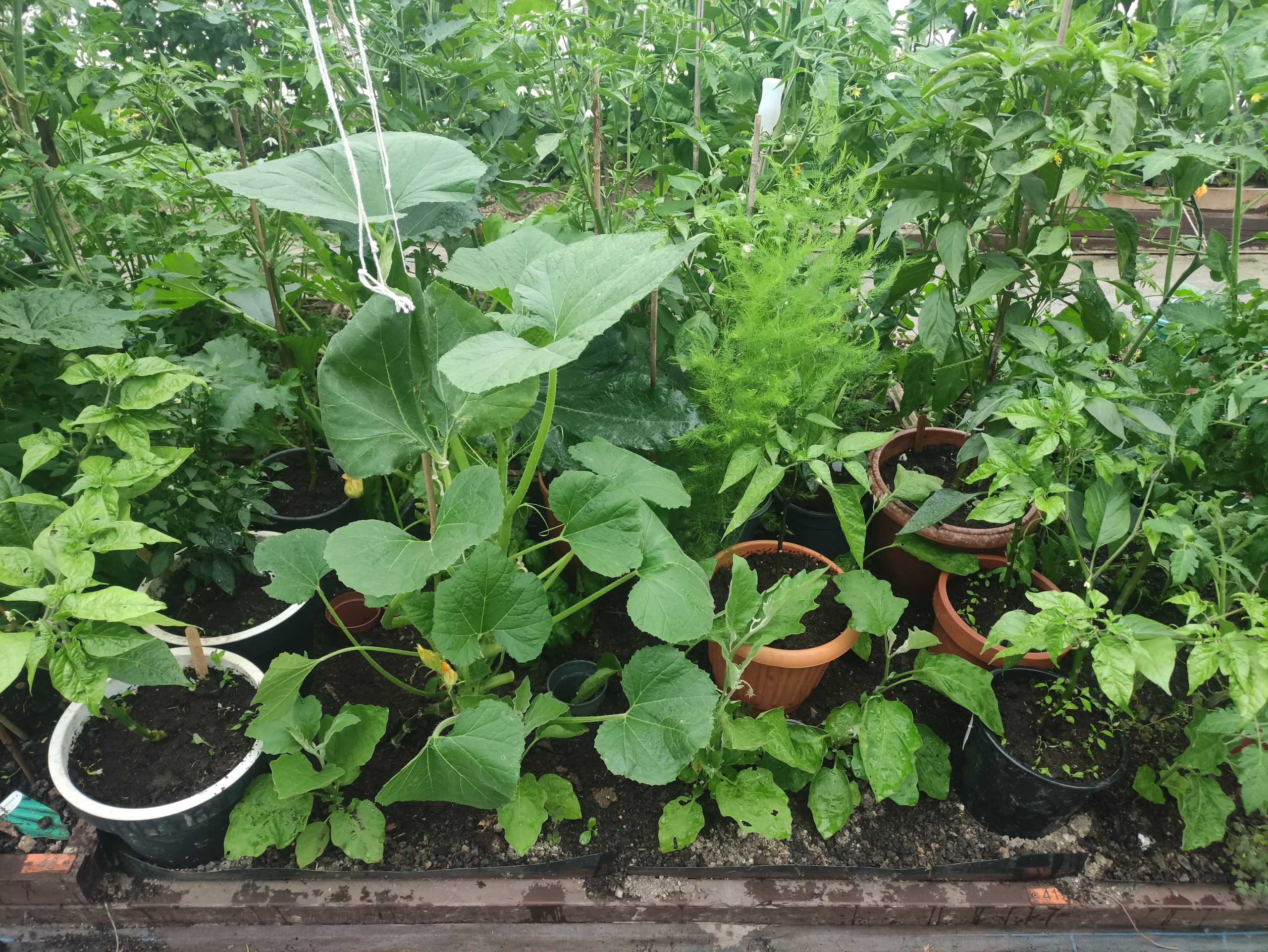 plot full of growing plants